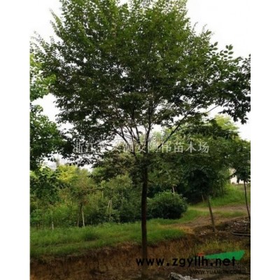 精品桂花*新價格/精品桂花報價