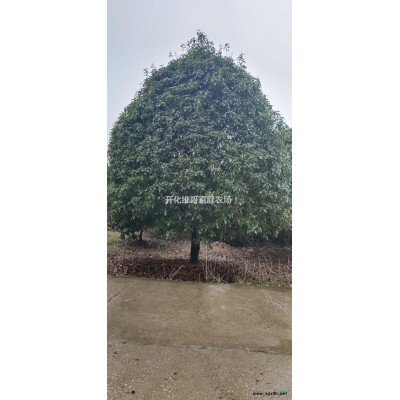 浙江樟基地直供，浙江樟精品苗，浙江樟工程苗