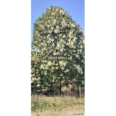 優(yōu)質特價刨花楠產地直銷 刨花楠大量供應 刨花楠行情走勢