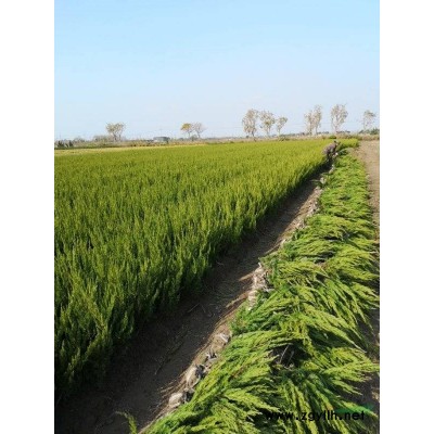 浙江鐵皮石虎專業(yè)生產(chǎn)基地，浙江有便宜的鐵皮石斛，條片粉花都有