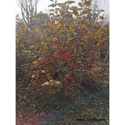 今年紅玉蘭浙江便宜批發 紅玉蘭零售報價多少錢 精品紅玉蘭報價
