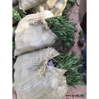 金森女貞小毛球大量供應，質量保證，價格實惠