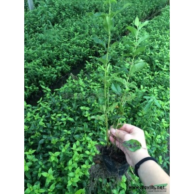 供應無刺枸骨球P80-350，球型密實，數量多價格實惠