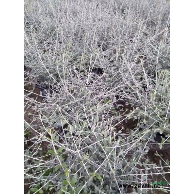 供應金葉六道木容器苗，H25左右，數量20000棵質量保證