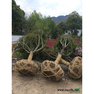 供應果嶺草草皮5萬方，數量足，價格實惠量大從優
