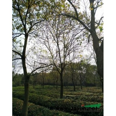 浙江精品三角楓2*新報價/精品三角楓2圖片