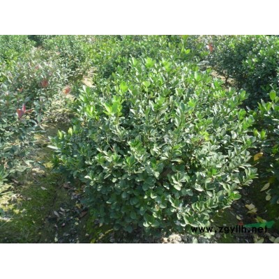*低價(jià)供應(yīng)柳枝稷，浙江杭州蕭山苗圃自產(chǎn)自銷