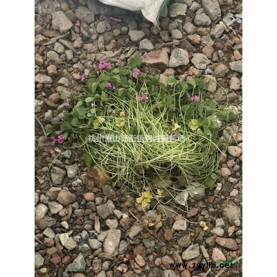 蘭花三七