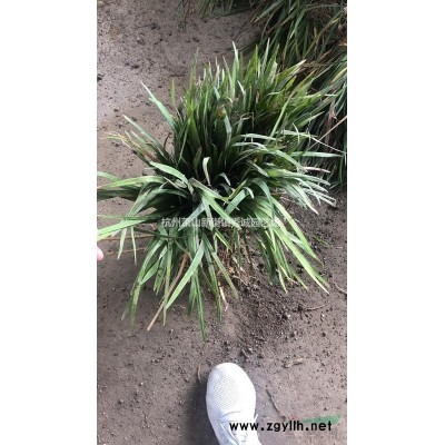 金葉大花六道木
