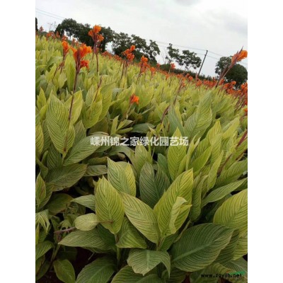 浙江美國紅楓價格，美國紅楓產(chǎn)地直銷，樹形好品質(zhì)優(yōu)，量大有貨