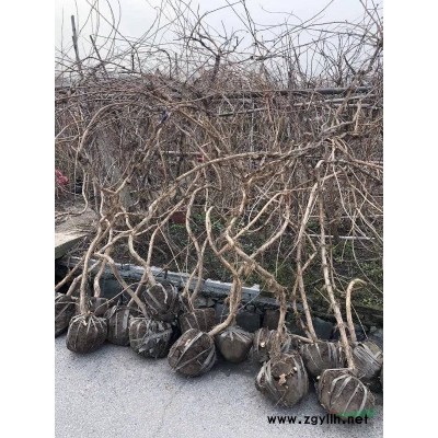 高桿地龍精品苗，高中低桿精品苗