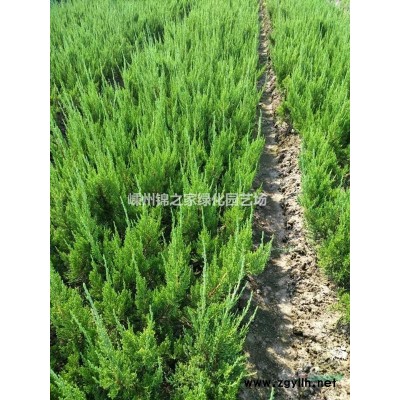 供應檜柏H60-200，龍柏H80-200，苗子精品土球大