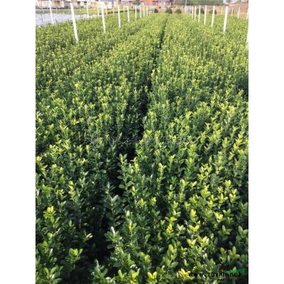供應黃金槐D3-12，嫁接年份長質量好土球好，量大價優