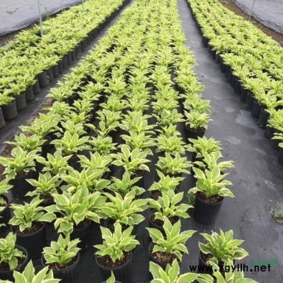 供應紅白黃玉蘭D3-12公分，數量800棵，質量保證價格實惠
