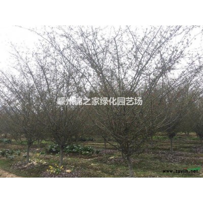 供應西府海棠D3-10公分，數量20000棵，質量好價格實惠