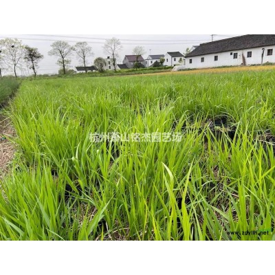 *低價(jià)供應(yīng)常綠鳶尾，浙江杭州蕭山苗圃自產(chǎn)自銷