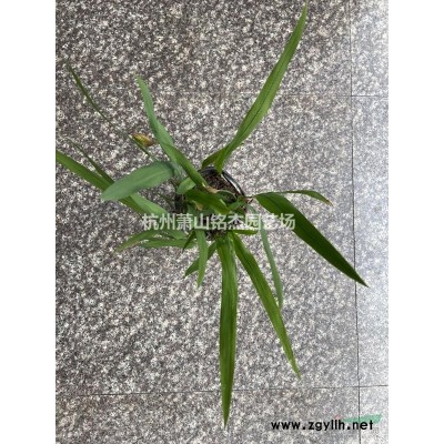 *低價(jià)供應(yīng)金線石菖蒲，浙江杭州蕭山苗圃自產(chǎn)自銷