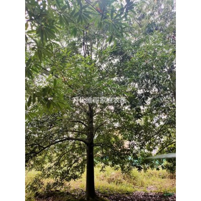 浙江地區(qū)供應乳源木蓮15-40公分 乳源木蓮哪里有賣哪里便宜