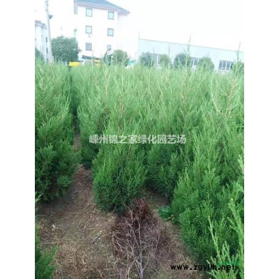 金葉滿天星2加侖，數量3000，顏色漂亮，蓬型好，價格實惠