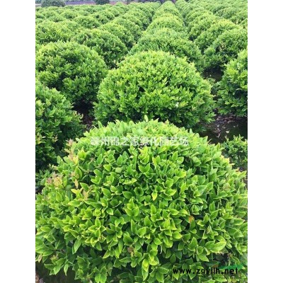 供應(yīng)櫻花D3-15，早櫻白花晚櫻紅花，產(chǎn)地直銷，苗子漂亮