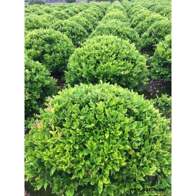 供應花葉絡石容器苗，h25左右數量20000產地直銷價格實惠