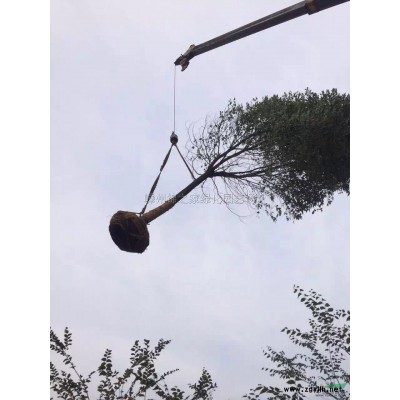 供應地中海莢迷容器苗5萬棵，H40左右，質量保證價格實惠