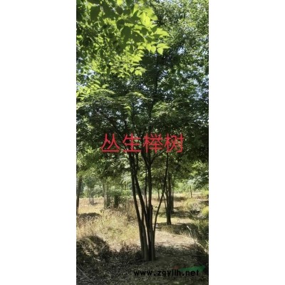 櫸樹2*新價格/櫸樹2報價