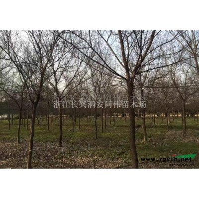 浙江桂花2*新報價/桂花2圖片