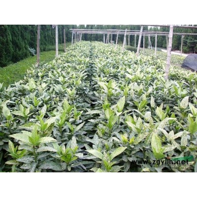 各種規格的桂花(金桂、四季桂、八月桂、丹桂)