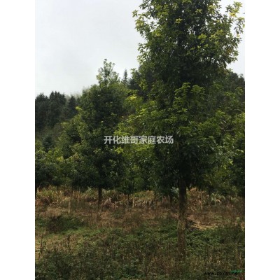 優(yōu)質(zhì)特價紫楠產(chǎn)地直銷