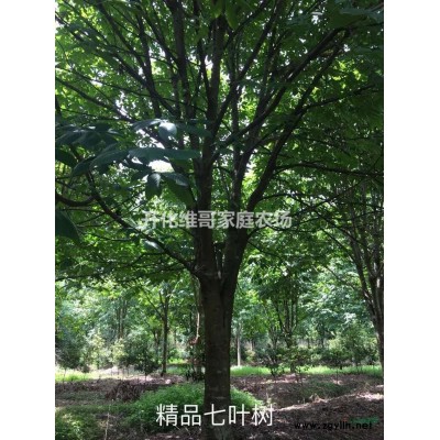 優(yōu)質特價乳源木蓮 產地直銷  歡迎來電咨詢