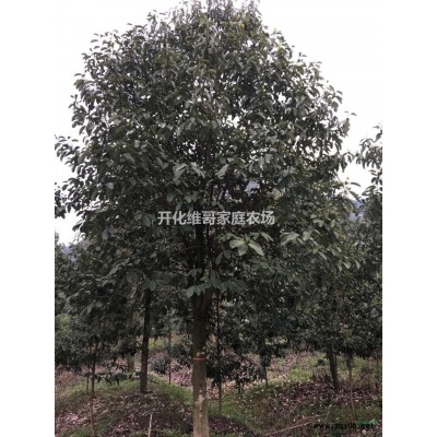 浙江哪里有賣桂花的，桂花哪里便宜多少錢一棵？