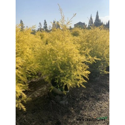 紫薇小苗，櫻花小苗，紅楓小苗，紅梅小苗，紅葉李小苗產地直銷