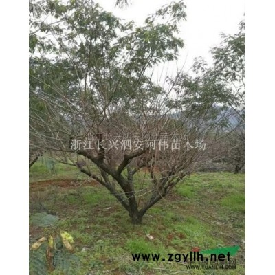 紅葉石楠柱4圖片\紅葉石楠柱4報價
