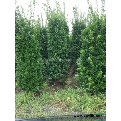 *低價供應火星花，浙江杭州蕭山苗圃自產自銷