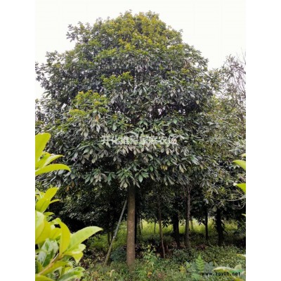 優質特價紅楠5-30公分產地直銷 紅楠工程苗 紅楠精品苗
