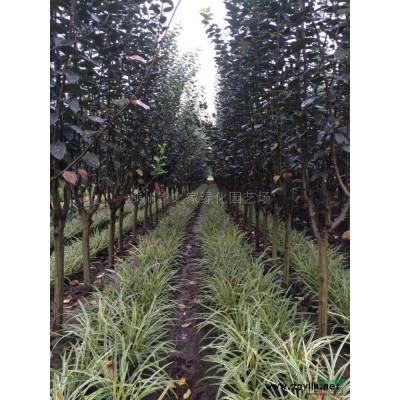 紅梅產地直銷D2-15規(guī)格*，量多品種優(yōu)質，樹形好價格實惠