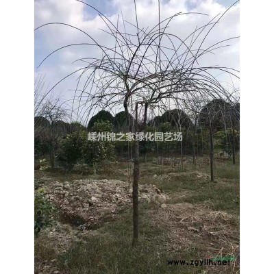 供應(yīng)厚皮香H100-200，苗子清爽土球好數(shù)量不多