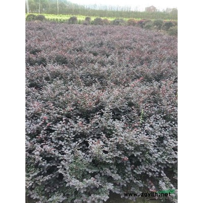 供應紅葉石楠單桿D3-8公分，土球好，樹型優美價格實惠