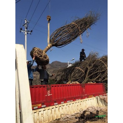 供應豐花月季容器苗，地栽苗5萬，H30左右苗子粗壯，價格實惠
