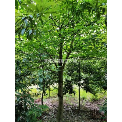 浙江地區常年供應桂花P3-6m 桂花樹 精品桂花