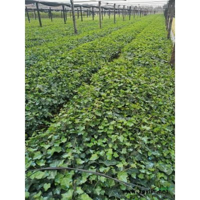 金葉佛甲草120杯，滿杯效果好，數量8000，品質高價格實惠