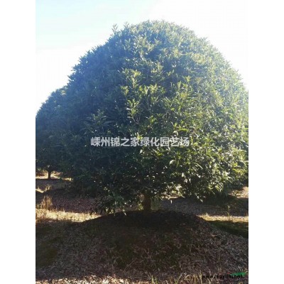 浙江北美冬青，高度100左右蓬型好，桿子粗壯產(chǎn)地直銷，大小有