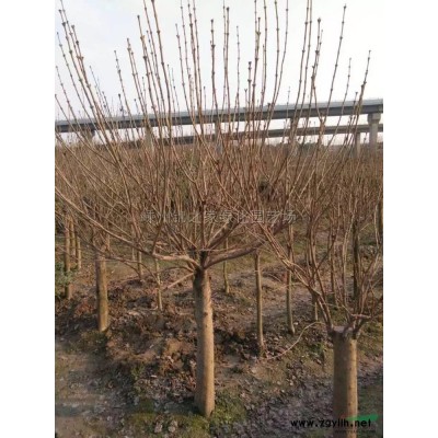 供應(yīng)黃花美人蕉，紅花美人蕉，花葉美人蕉，水生美人蕉，產(chǎn)地直銷