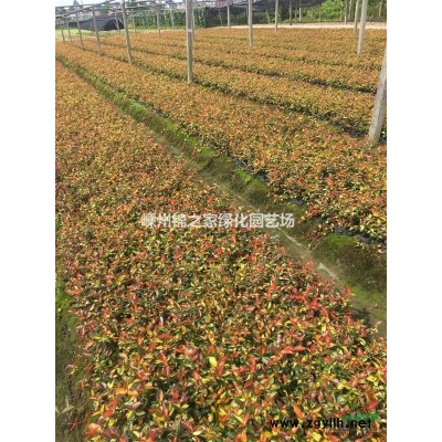 供應(yīng)花葉美人蕉，紅花美人蕉，黃花美人蕉，朱蕉，水生美人蕉巴蕉