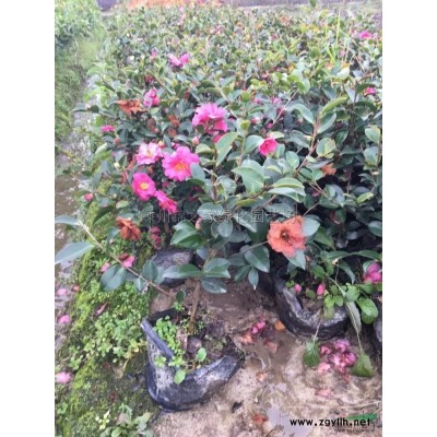 供應美國紅楓D3-9公分，土球好樹型優美，產地直銷，價格實惠