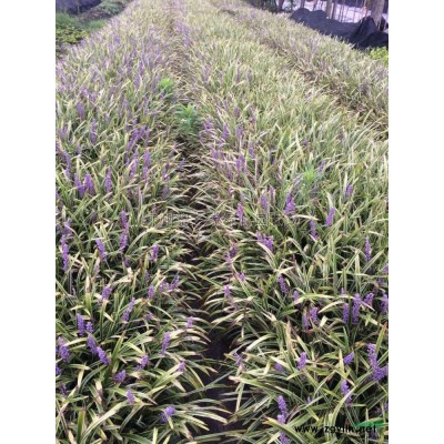供應桂花P200-350，數量800棵，冠幅圓整，產地直銷