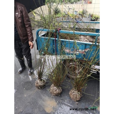 供應垂柳8-15公分，質量保證，價格實惠