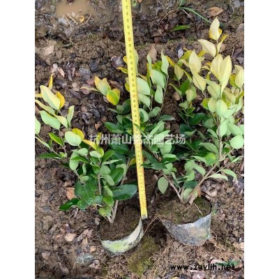 *低價供應金葉苔草，浙江杭州蕭山苗圃自產自銷
