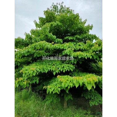 優質特價桂花冠幅3-6米產地直銷 桂花樹批發供應桂花質優價美